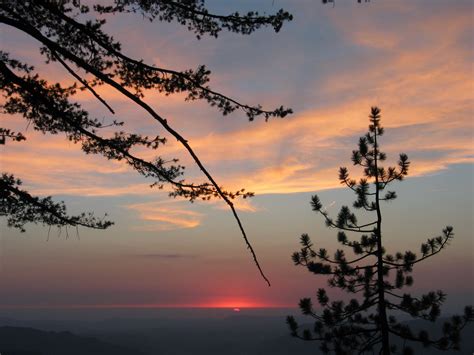 Free Picture Sunset Pine Trees Clouds