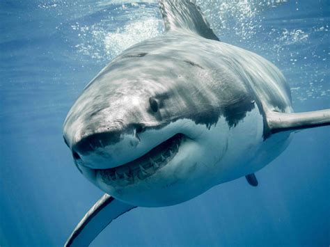 Great White Shark Facts Predator Of The Oceans Facts Net