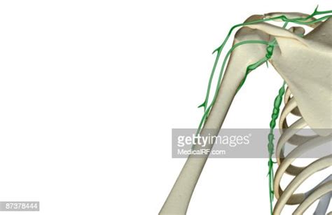 The Lymph Supply Of The Shoulder Stock Illustration Getty Images