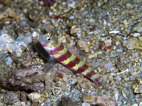 Candy Striped Shrimp Goby Nick Hobgood Flickr