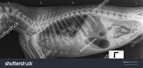 X Ray Lung Cancer Dogside View Stock Photo Edit Now 1285308907