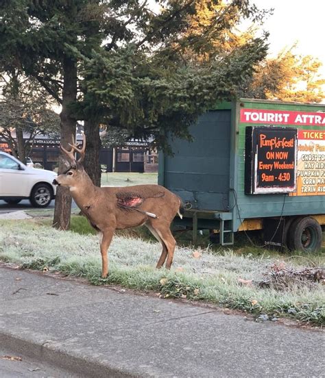 Deer Shot With Arrow Spotted In Greater Victoria Victoria Times Colonist