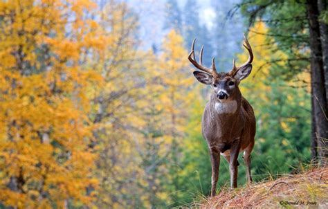Fall Whitetail Deer Wallpapers 4k Hd Fall Whitetail Deer Backgrounds