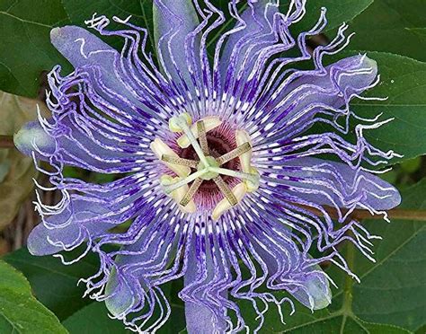 Hardy Passion Flower 5 Seeds Maypop Passiflora By Hirts Seed
