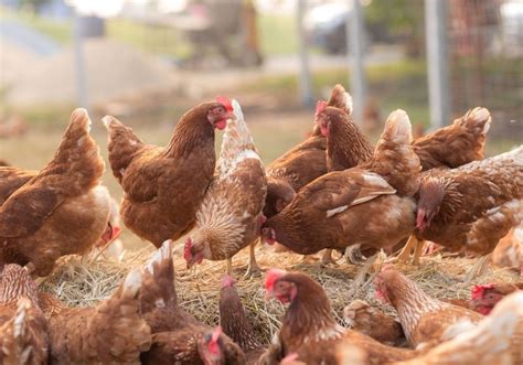 Advantages And Disadvantages Of Free Range Chickens What You Need To