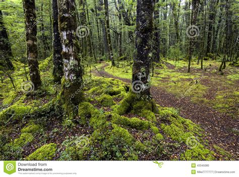 Track Through Moss Covered Trees Fiordland National Park South Island