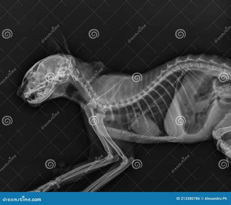 Cat X Ray Abdomen And Thorax Radiograph Of A Cat Stock Photo Image