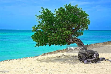 Green Sea Of Eagle Beach Aruba Travel Top 10 Beaches