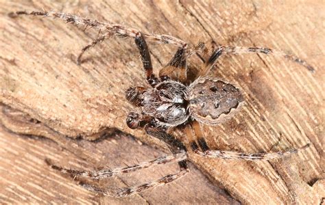Anketa Pavouk Roku Zná Svého Vítěze Dost Možná žije S Vámi Doma