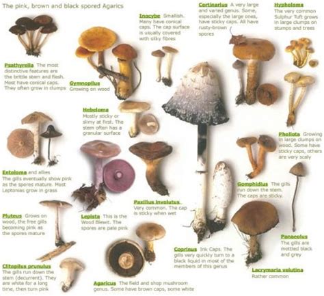 Wild Mushrooms That Get You High All Mushroom Info