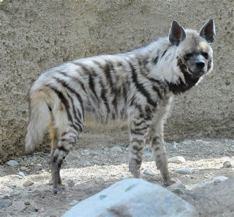 The Living Desert Striped Hyena Striped Hyena Hyena Animals