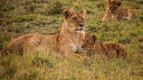 The Lions Of Serengeti