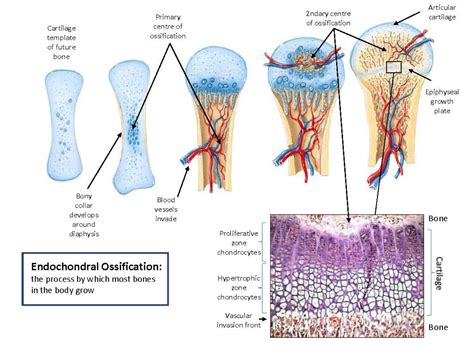 Proof of concept for prp as a biologic adjunct in. Skeletal at Pacific College Oriental Medicine - StudyBlue
