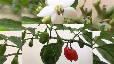 How To Grow More Chillieshow To Pollinate Chilli Flowerschilli