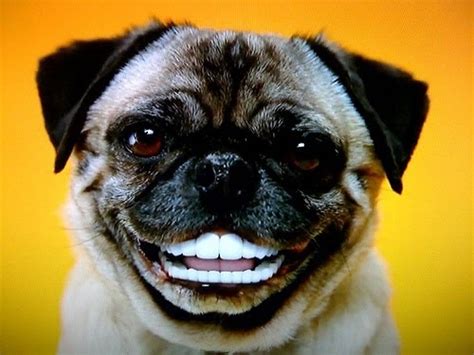 The World From Brentwood Dogs Should Have Dentures