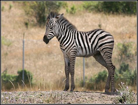 Baby Zebra Zebras Photo 24515209 Fanpop