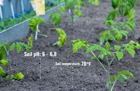 When To Plant Tomatoes In Illinois Best Time