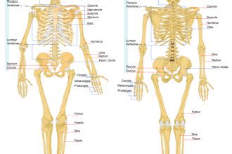 The body's shape is determined by a strong skeleton made of bone and cartilage, surrounded by fat, muscle, connective tissue, organs, and other structures. human anatomy bones : Biological Science Picture Directory ...