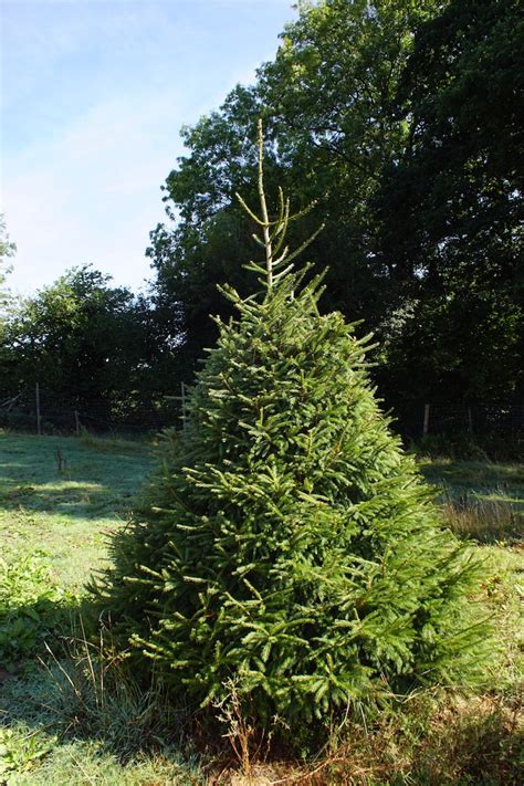 Norway Spruce Tree Guide Send Me A Christmas Tree