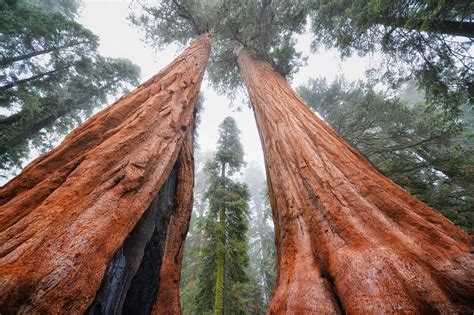 The gymnosperms consist of the conifers, the cycads, the gnetophytes and the sole extant species of the gynkgophyta division, the gingko biloba. Angiosperm & Gymnosperm on emaze