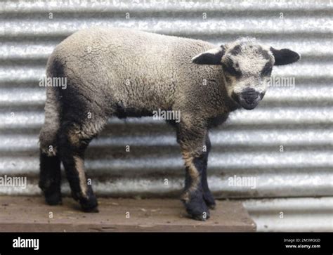 Hybrid Lamb Standing Outside Animal Pen Farm In Santa Clara County