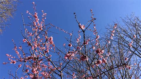 Therefore it is important to plant your tree in a spot that is not too shady or crowded. Flowering Cherry Tree (Prunus) - crown - February 2018 ...