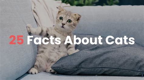 🐱 25 Facts About Cats Interesting Facts About Cats Youtube