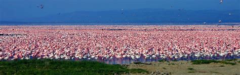 Here you see flamingos, pelicans, giraffs and rhinos at nakuru nationalpark in kenya. 1 Day Lake Nakuru Safari Tour from Nairobi