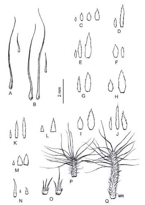 Figure 1 From Studies In Southeast Asian Melastoma Melastomataceae 1