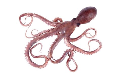 Free Octopus Images Black And White Download Free Octopus Images Black