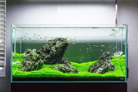 All of its products are made from sustainable materials. Guide To Planted Aquarium Aquascaping - Iwagumi - Glass Aqua