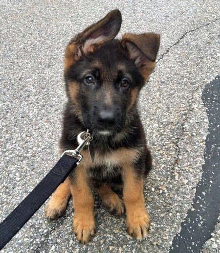 Pics Of Cute German Shepherd Puppies Pets Lovers