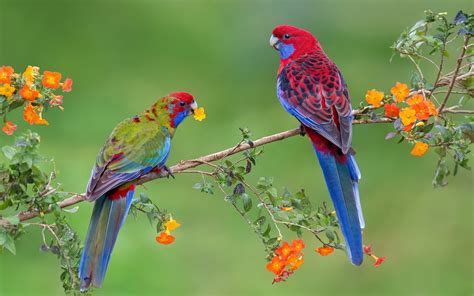 Wallpaper Hd Parrot Couple Branch With Orange Flowers