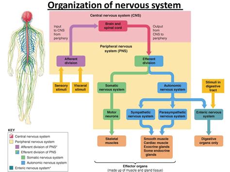 Understanding The Enteric Nervous System Functions And Disorders