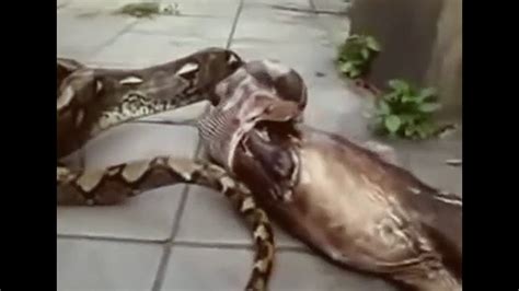 Snake Eating Human Terrible Extreme Attack Human Youtube