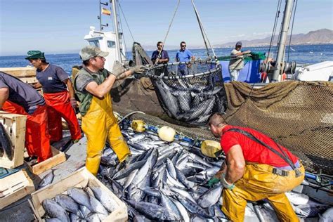 Consumo De Pescado Y Producción Maximixe Alerta Económica