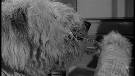 With thousands of affenpinscher puppies for sale and hundreds of affenpinscher dog breeders, you're sure to find the perfect affenpinscher puppy. Happyotter: THE SHAGGY DOG (1959)