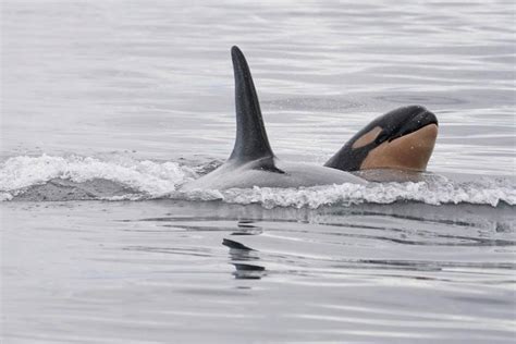 J Pod Welcomes Another Baby Orca Northwest