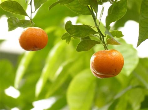 How To Grow Calamondin Oranges Topbackyards