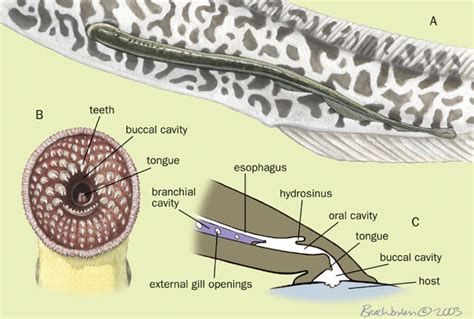 Adw V04id140conlamprey