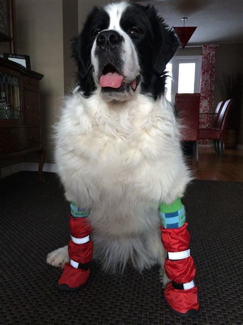 Newfoundland Wears Large Winter Dog Boots