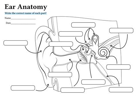 12 Anatomy Human Ear Diagram Worksheet In 2023 Human