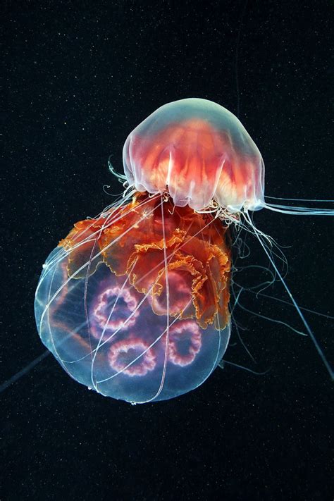 Cyanea Capillata Lions Mane Jellyfish Ocean Creatures Deep Sea