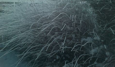 Wallpaper Frost Freezing Atmosphere Water Winter Branch