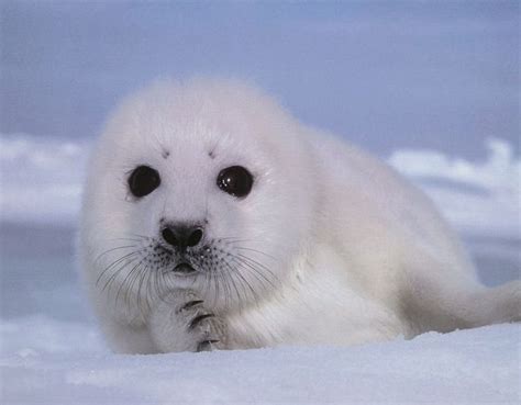 Too Cute Animals Harp Seal Pup Baby Harp Seal Cute Seals