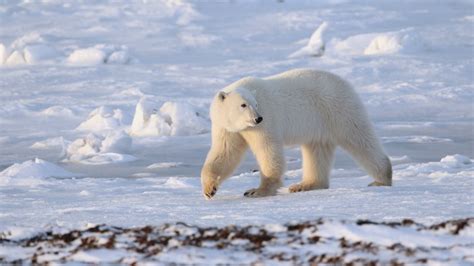 Polar Bears 12 Stunning Shots Capture Earths Icons Of Climate Change