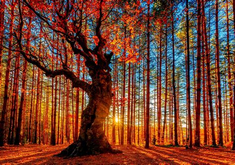 Staro Drvo U šumi Jesenske Slike Za Desktop