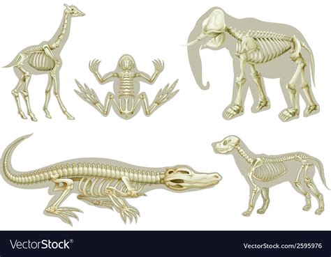 Skeletons Animals Royalty Free Vector Image Vectorstock