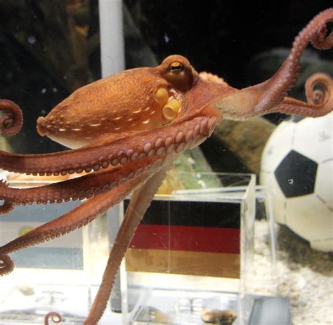 The krake is a neutral creature form lycanites mobs that will become hostile if the player is sprinting nearby or if they are attacked first. WM 2018: Japans Orakel-Krake wurde zu Sushi verarbeitet - WELT