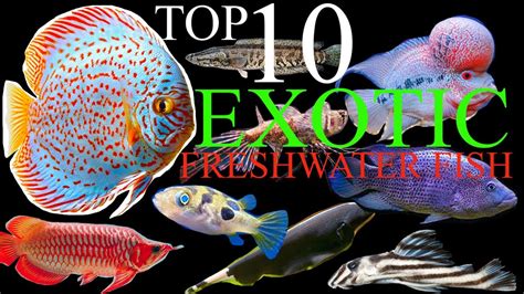 Top 10 Exotic Freshwater Fish For Your Aquarium Youtube